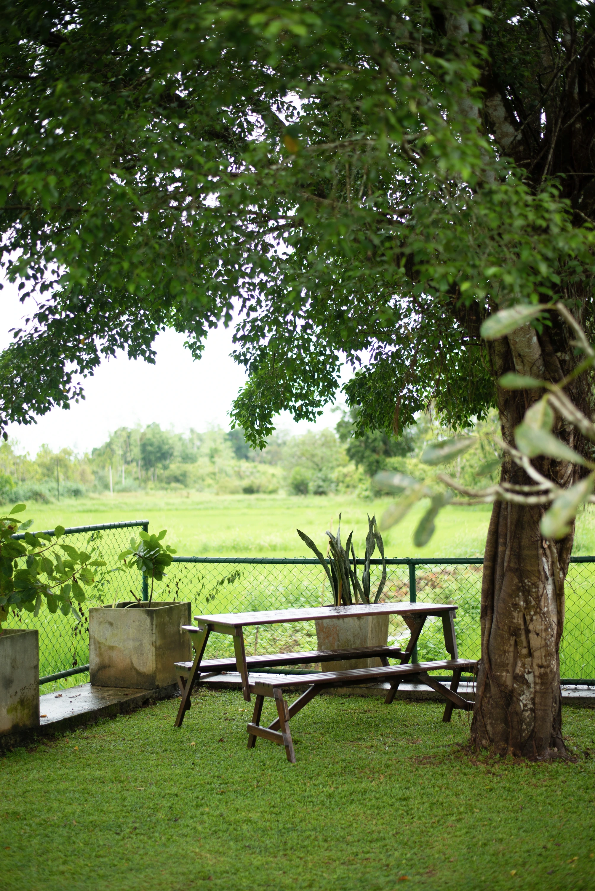 Table and benches surrounded by lush green nature