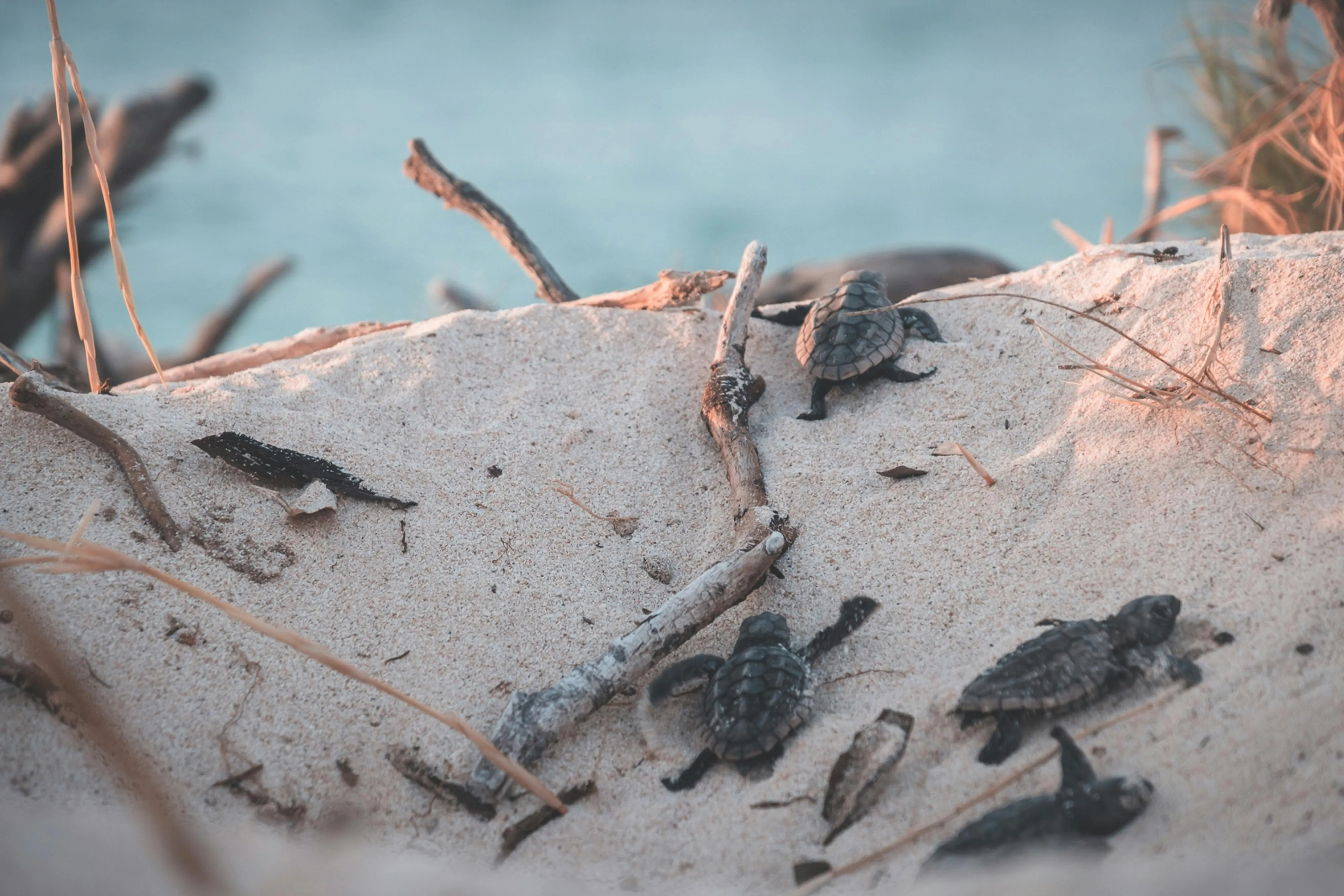 turtles on the sandy beach