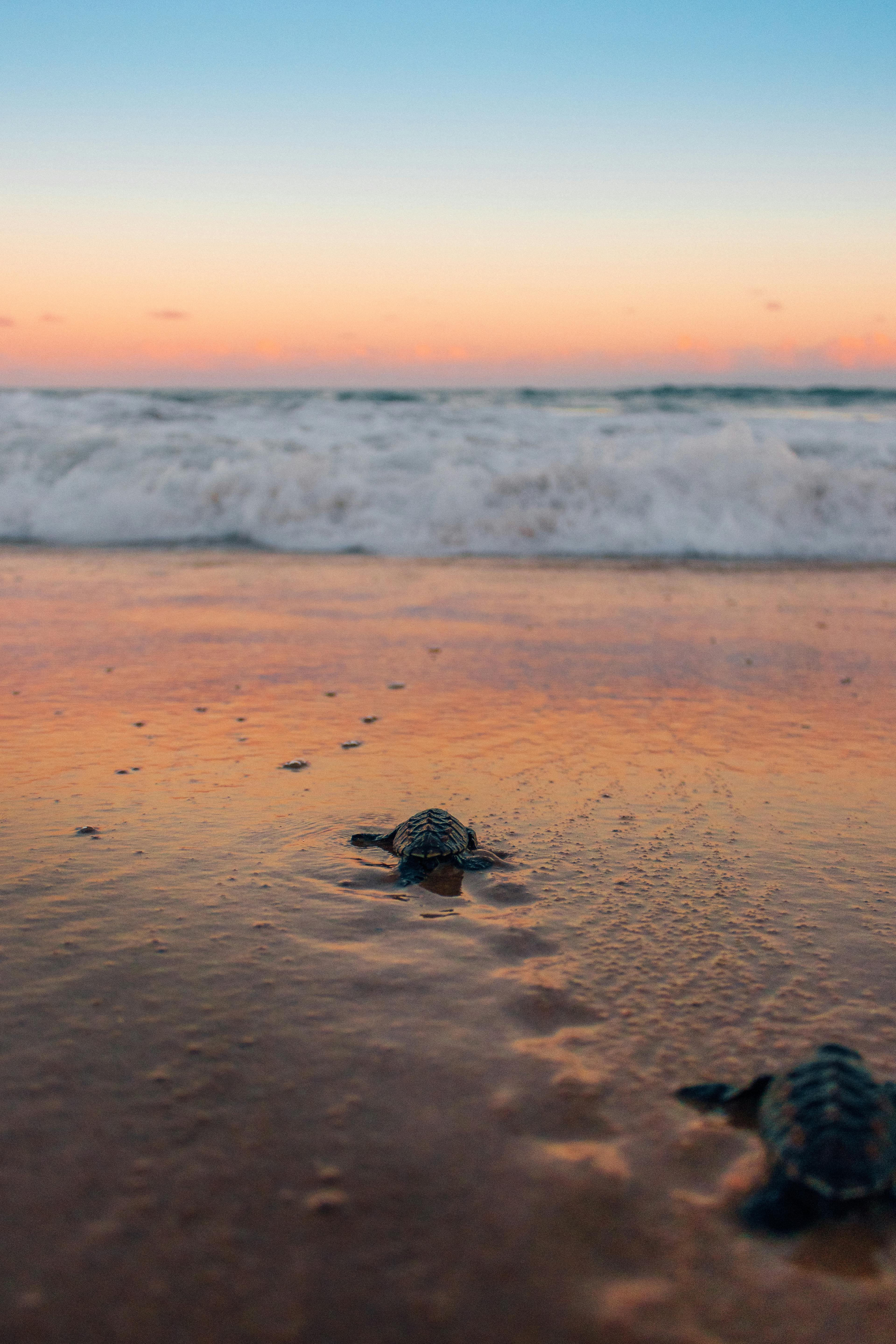 Turtles walking towards the ocean during sunset